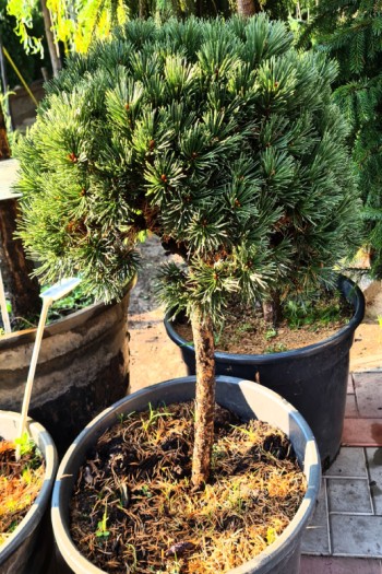 Сосна гірська Міні Мопс (штамб) | Pinus mugo Mini Mops (shtamb) | Сосна горная Мини Мопс (штамб)